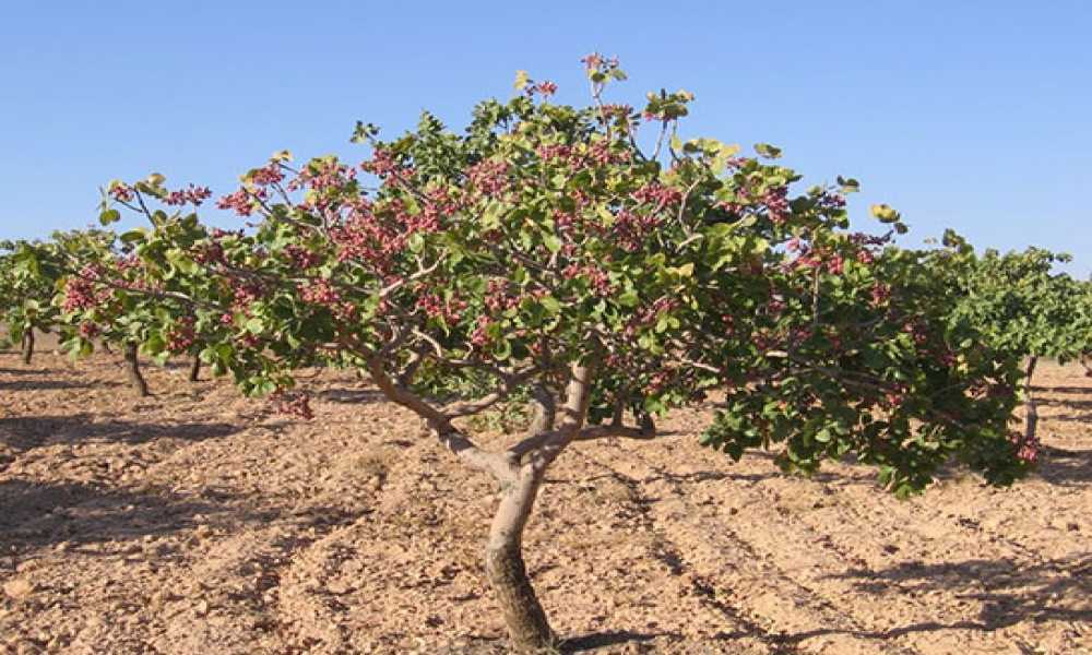 Antep fıstığı kuraklıktan etkilendi mi?