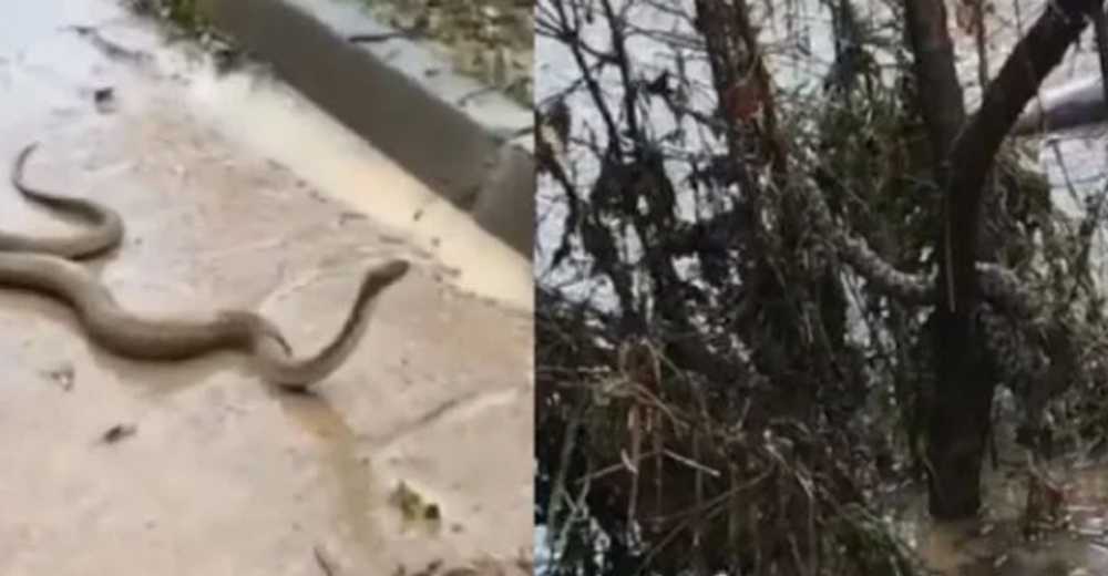 Şanlıurfa Şimdi De Yılanlarla Mücadele Ediyor!