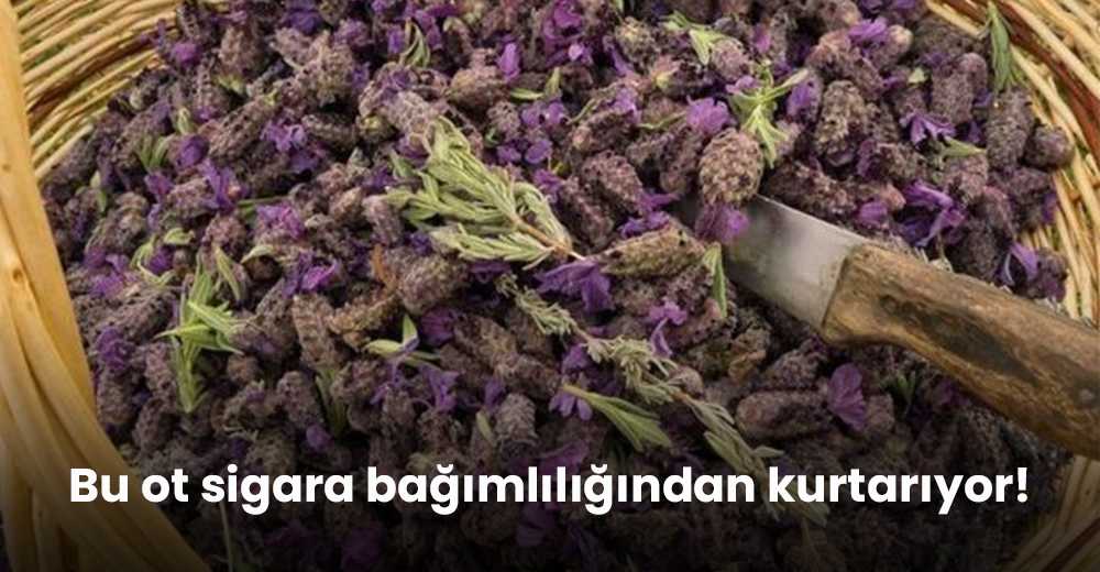 Bu ot sigara bağımlılığından kurtarıyor!