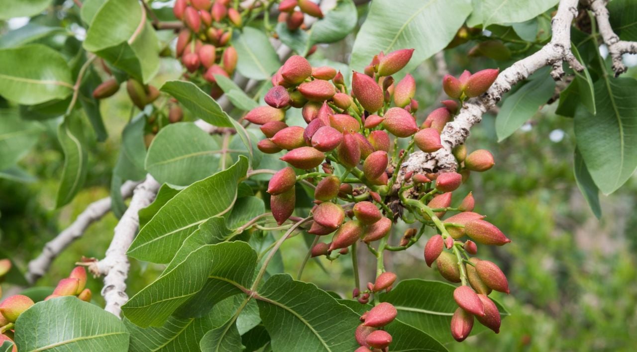 Gaziantep'te Antep fıstığı çalıştayı düzenlenecek