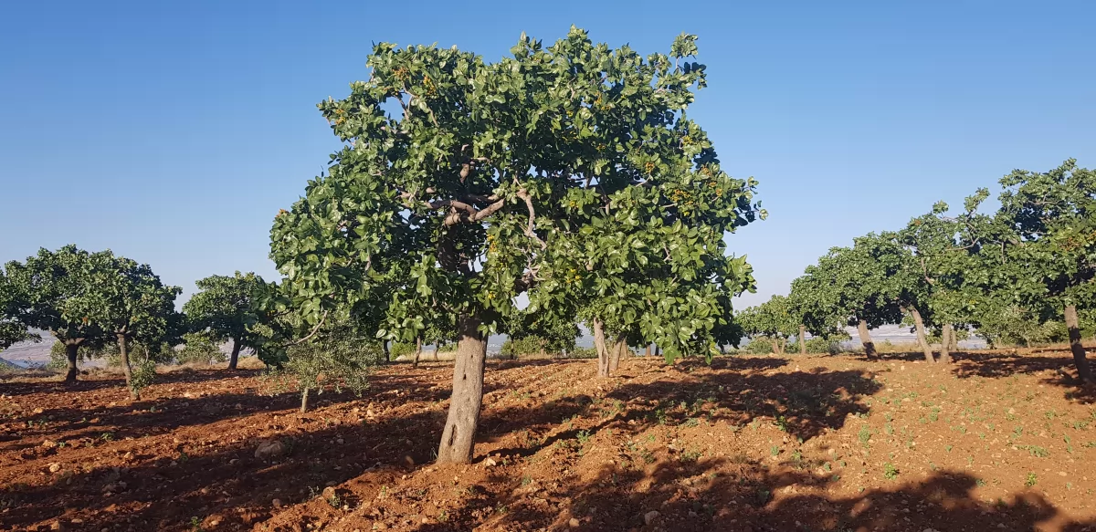 Gaziantep'in Tarih Kokan İlçesi: Nizip Gezi Rehberi