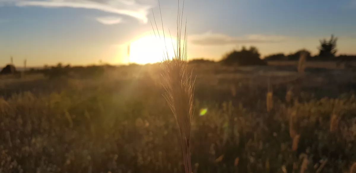 Gaziantep'in Tarih Kokan İlçesi: Nizip Gezi Rehberi