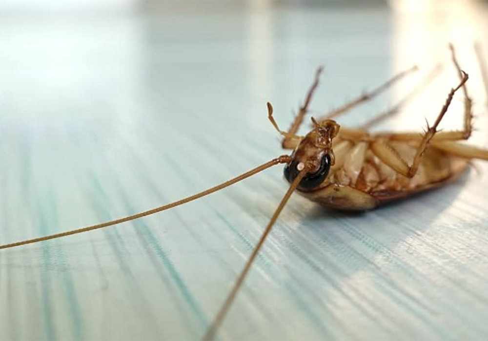 Böcek ilaçları artık reçetesiz satılamayacak