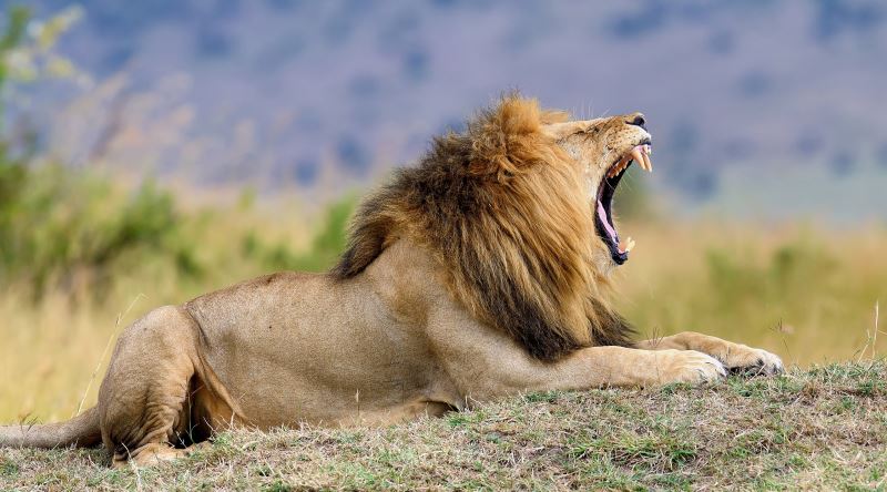 Aslana neden kral diyoruz oysa kaplanlar daha güçlü!