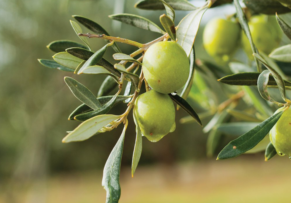 Nizip Zeytin Festivali başlıyor