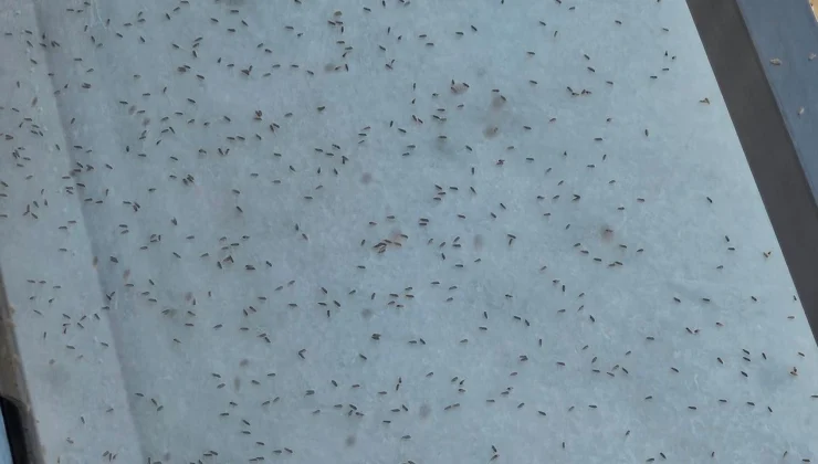 Sıcaklar Arttı, Üvez Coştu!