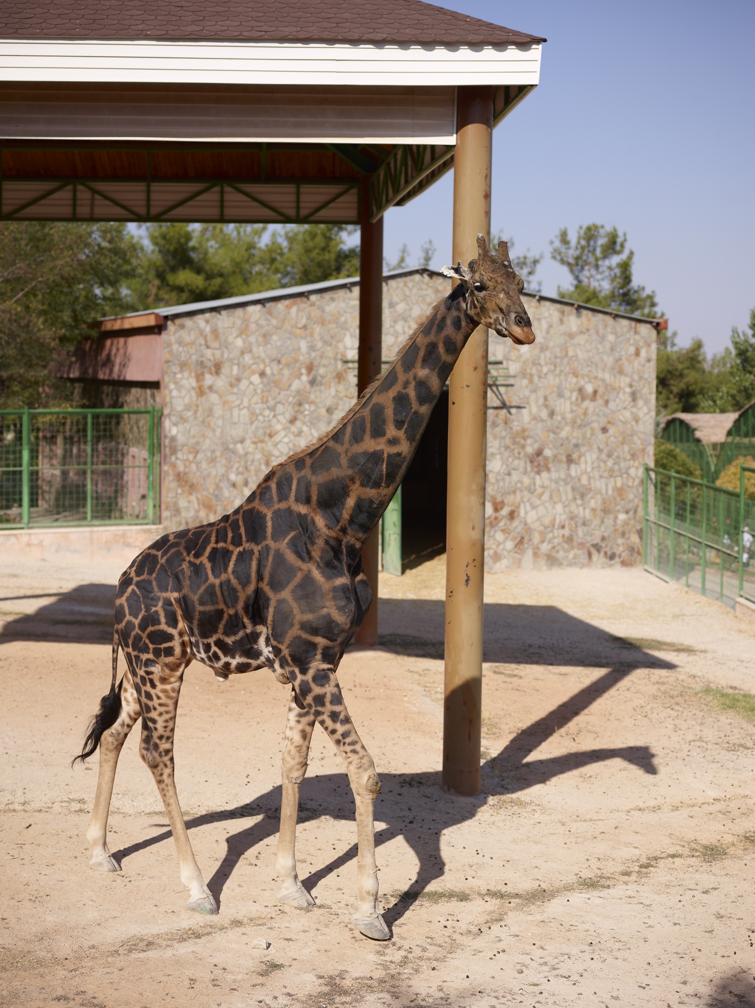 Zürafa Şakir’i kaybettik