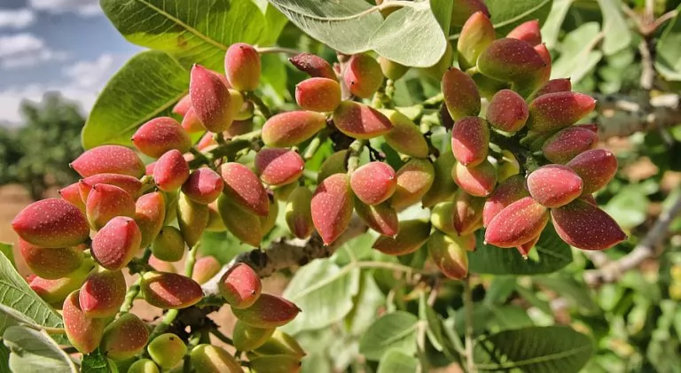 Antep Fıstığı (Pistacia Vera)