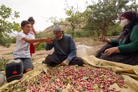 Antep Fıstığı (Pistacia Vera)