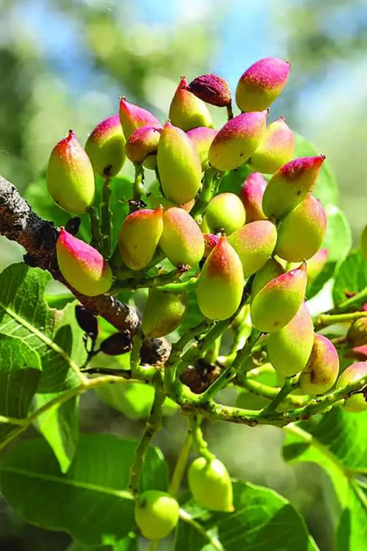 Antep Fıstığı (Pistacia Vera)