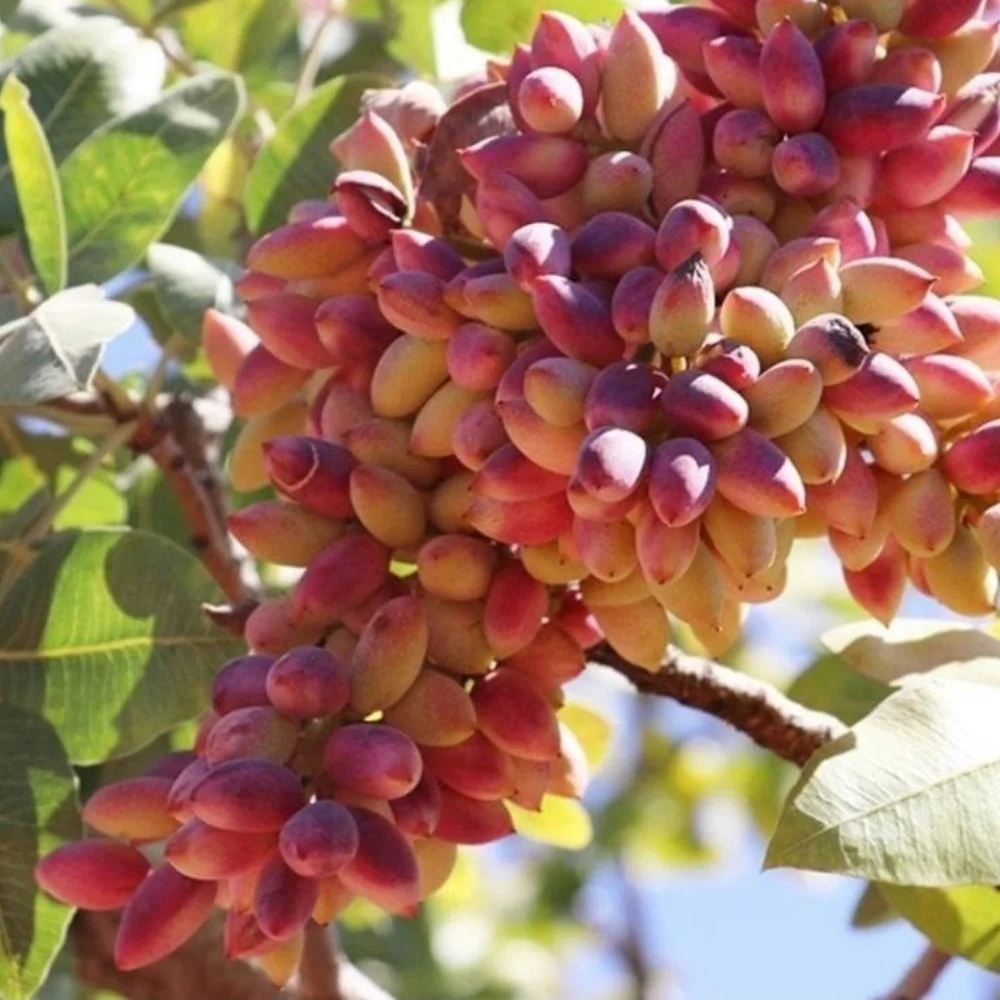 Antep Fıstığı (Pistacia Vera)